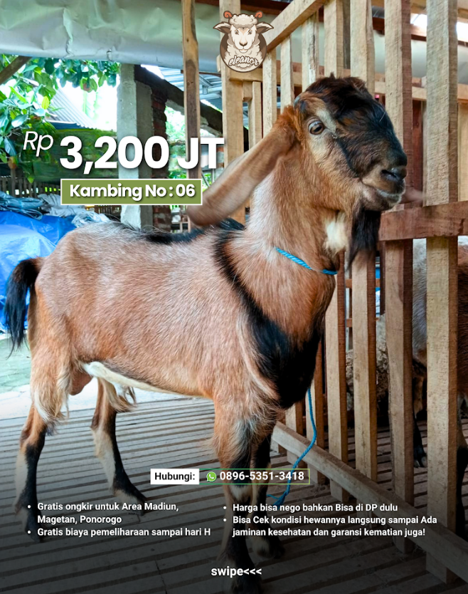 Kambing Qurban No 06