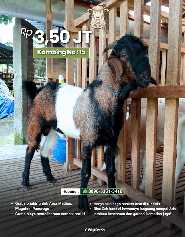 Kambing Qurban No 15