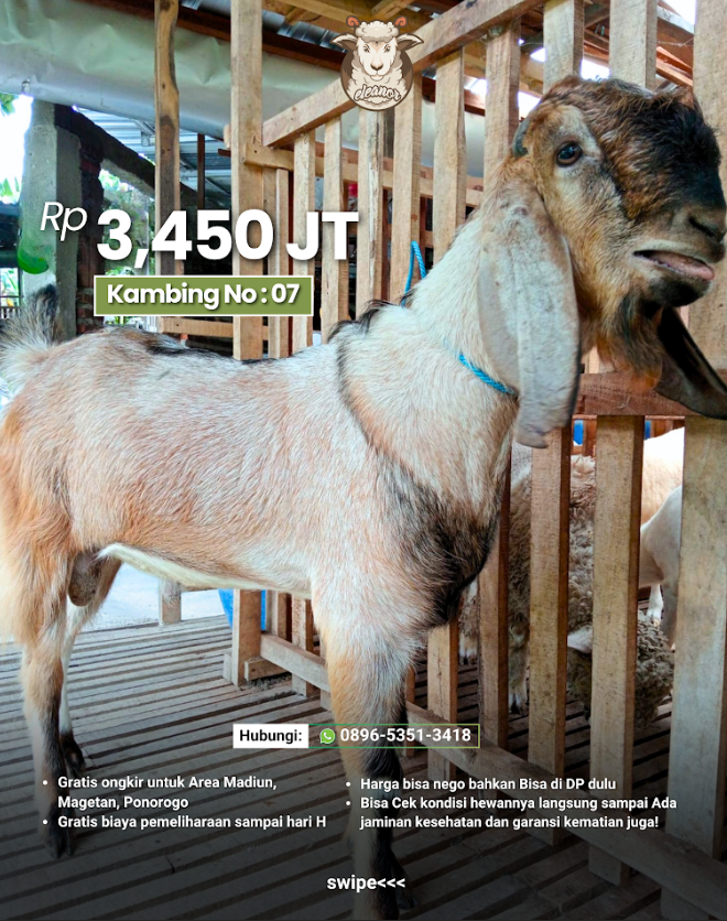 Kambing Qurban No 07