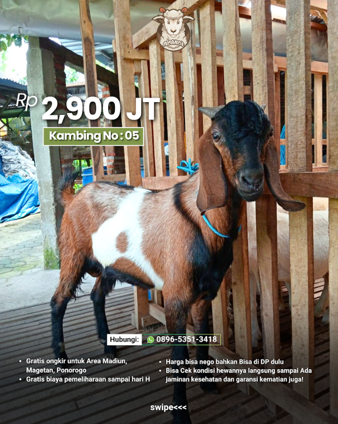 Kambing Qurban No 05