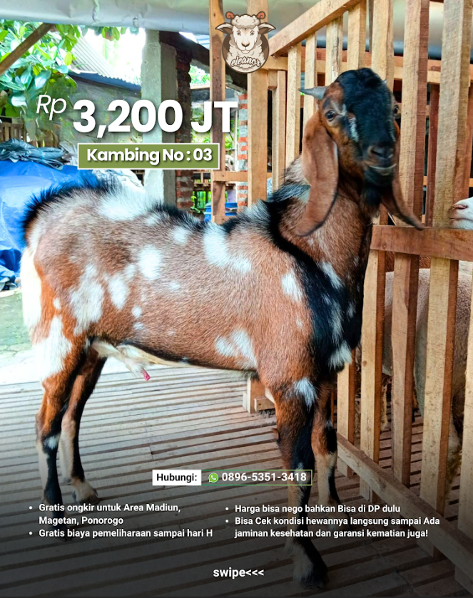 Kambing Qurban No 03