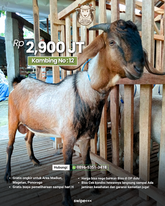 Kambing Qurban No 12