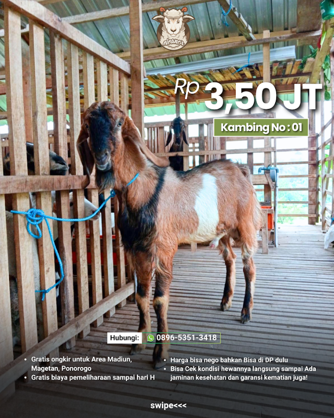 Kambing Qurban No 01