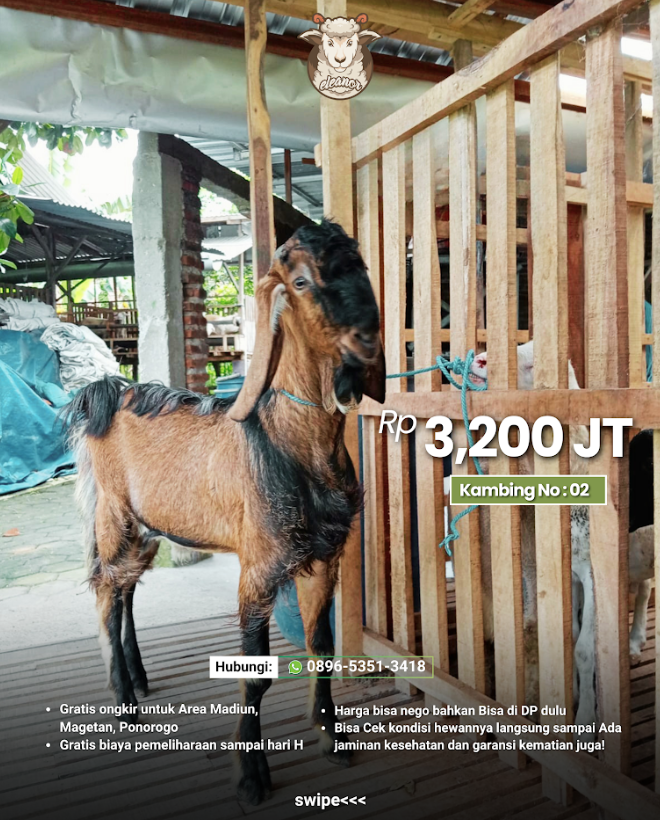 Kambing Qurban No 02