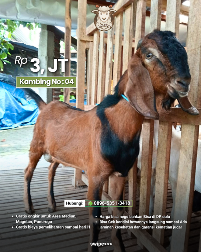 Kambing Qurban No 04