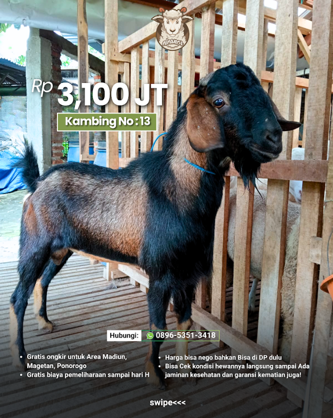 Kambing Qurban No 13