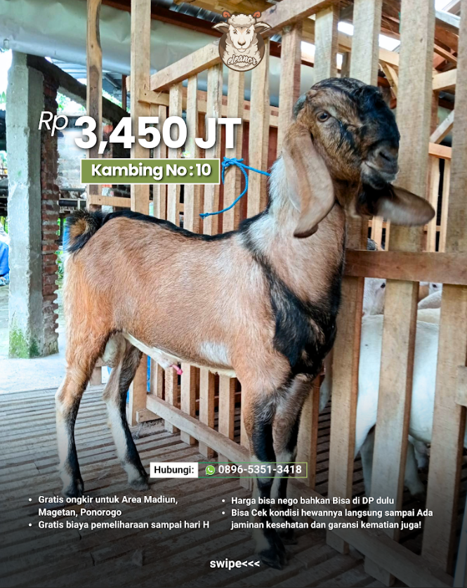 Kambing Qurban No 10