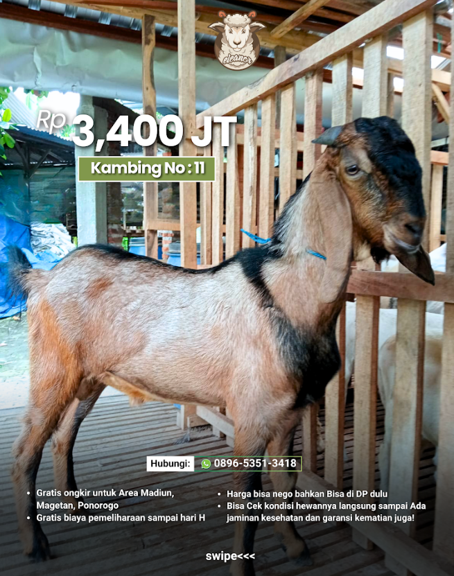 Kambing Qurban No 11