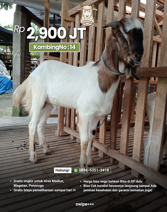 Kambing Qurban No 14