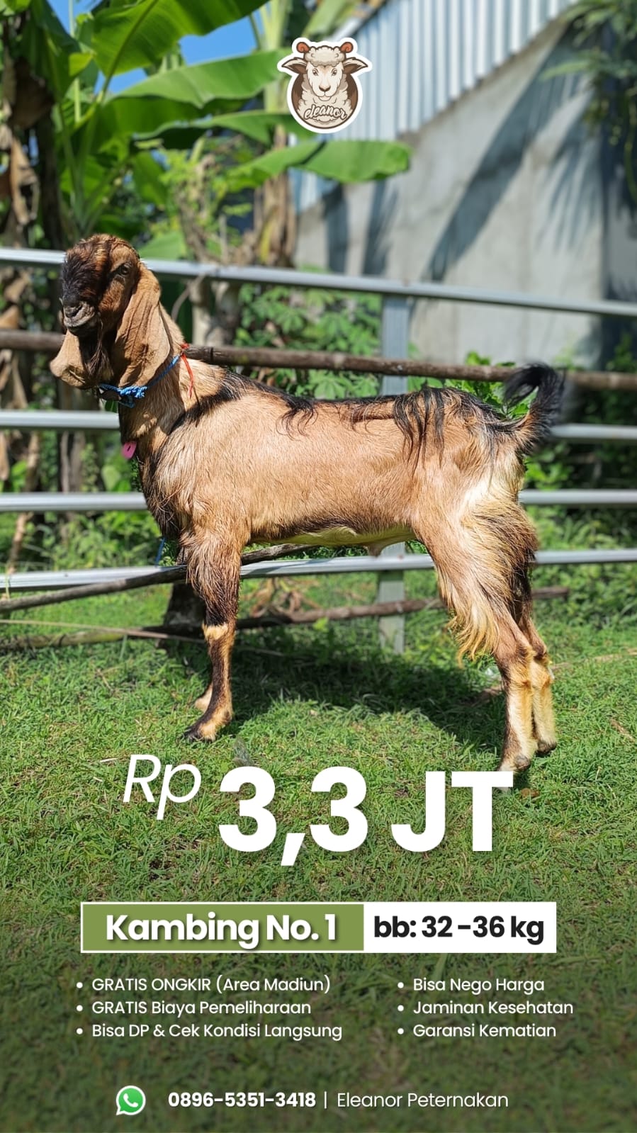 Kambing Qurban No 1