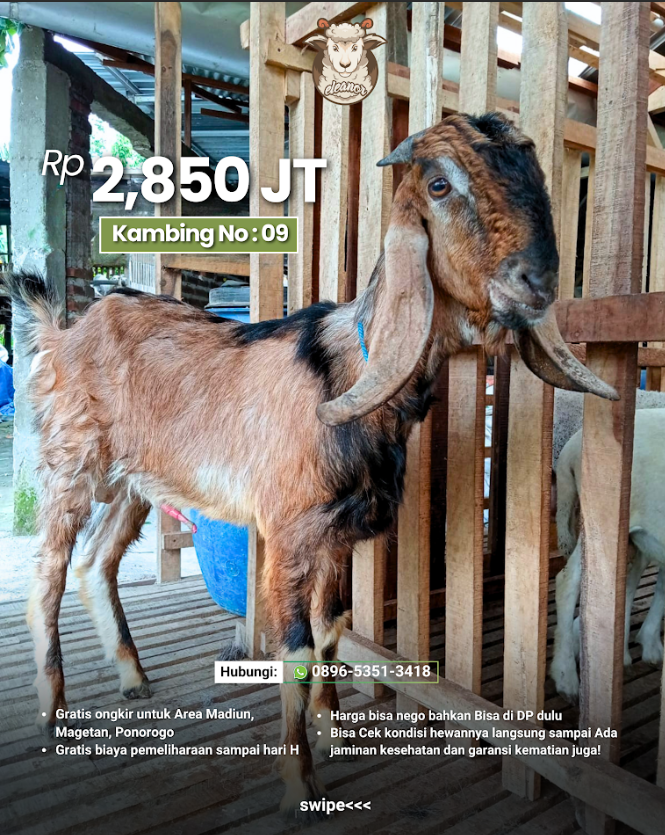 Kambing Qurban No 09