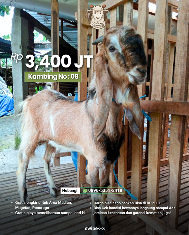 Kambing Qurban No 08