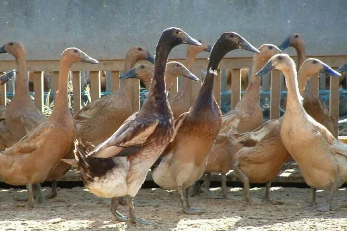 Beternak Bebek Petelur: Peluang Usaha yang Menjanjikan