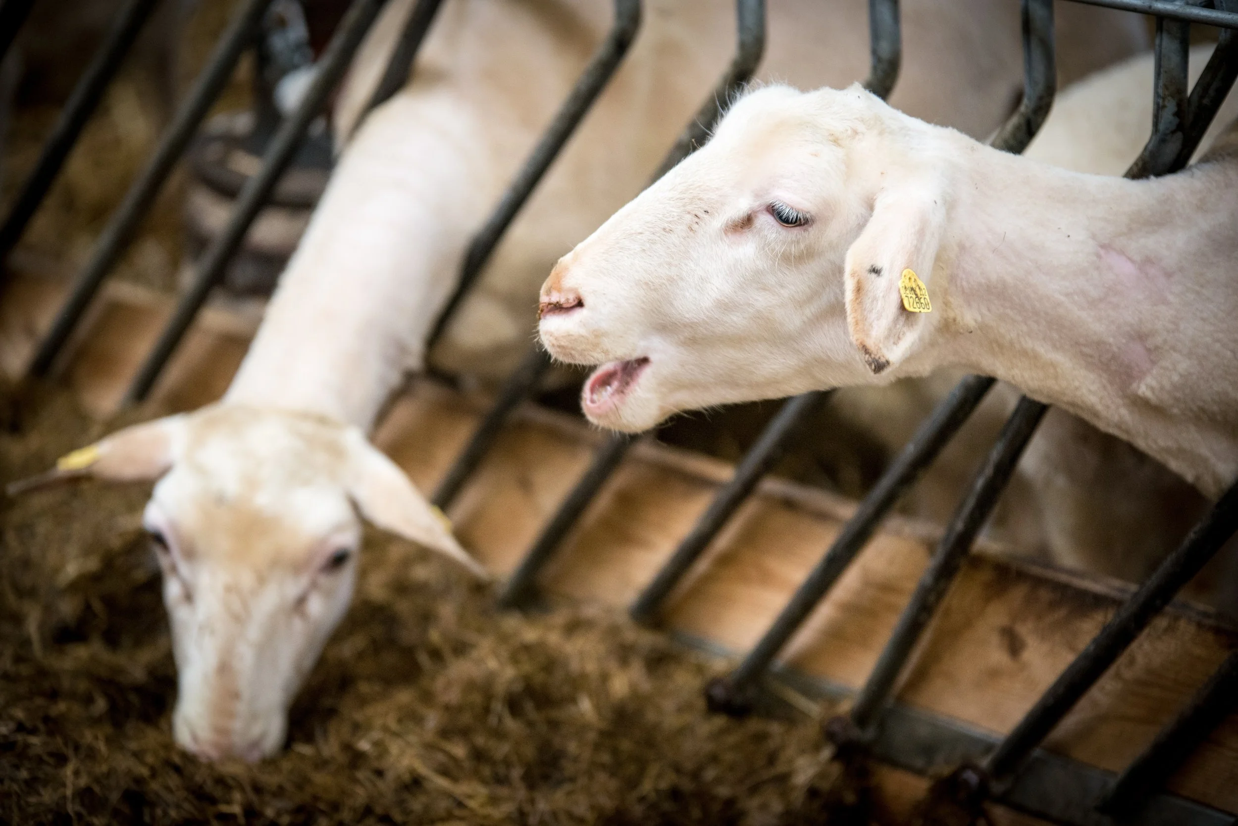 Plastik Silase untuk Fermentasi Pakan Kambing dan Domba