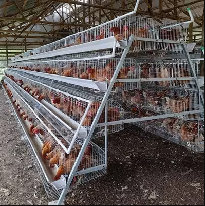 Kandang Ayam Petelur yang Baik untuk Meningkatkan Produksi Telur