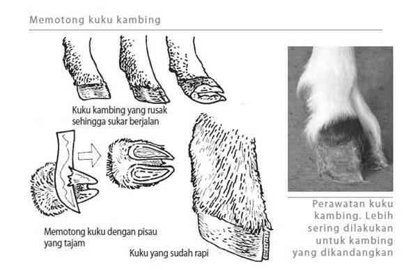 Teknik Perawatan Menjaga Kesehatan Kuku Ternak dengan Gunting Kuku Ternak