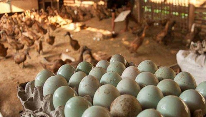 Beternak Bebek Petelur: Peluang Usaha yang Menjanjikan