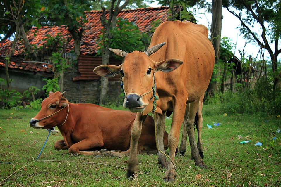 Langkah-langkah Inseminasi Buatan pada Sapi: Alat, Teknik, dan Waktunya