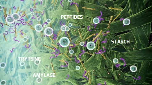 Manfaat Menggunakan Enzim dalam Pakan Ternak