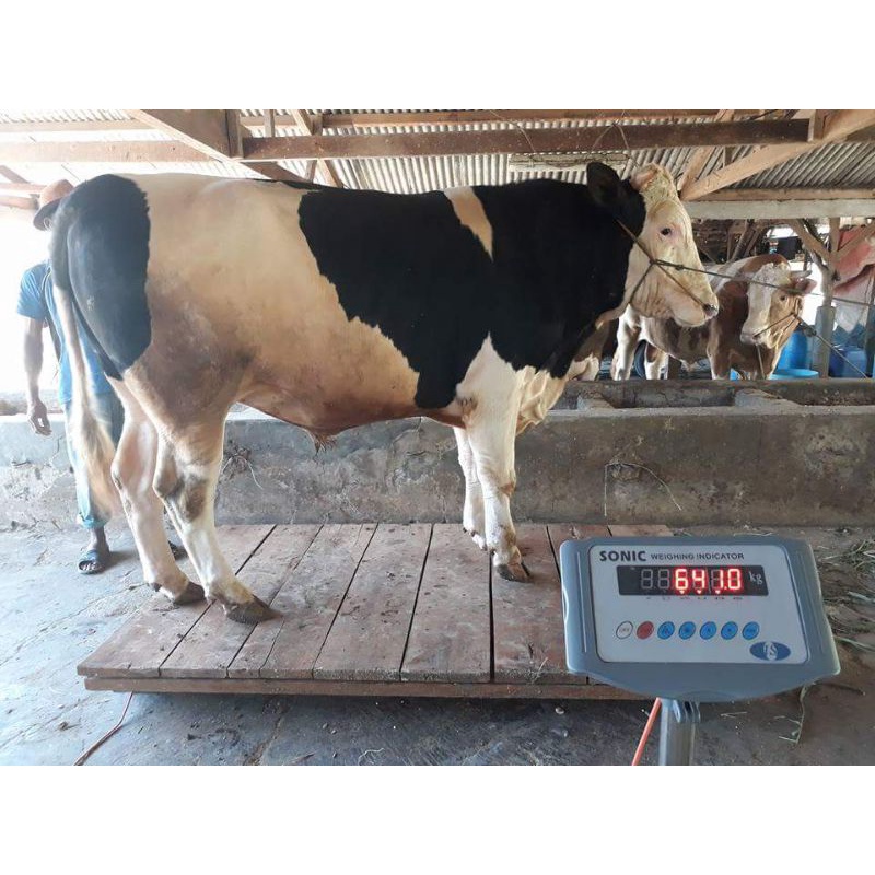 Cara Kalibrasi Timbangan Ternak untuk Hasil Timbang Akurat