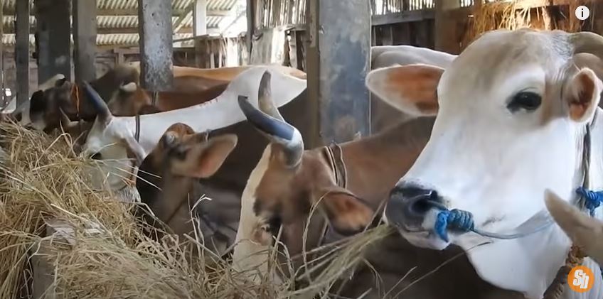 Cara Fermentasi Jerami Padi untuk Pakan Sapi: Dosis, Lama Fermentasi, dan Penyimpanan
