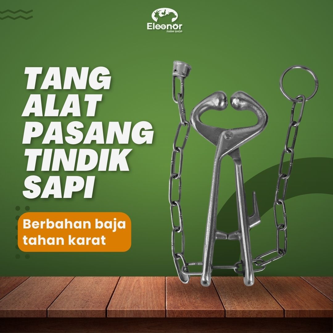 Alat Tindik Hidung Tang Hidung dengan Rantai Sapi Kerbau Kuda dll