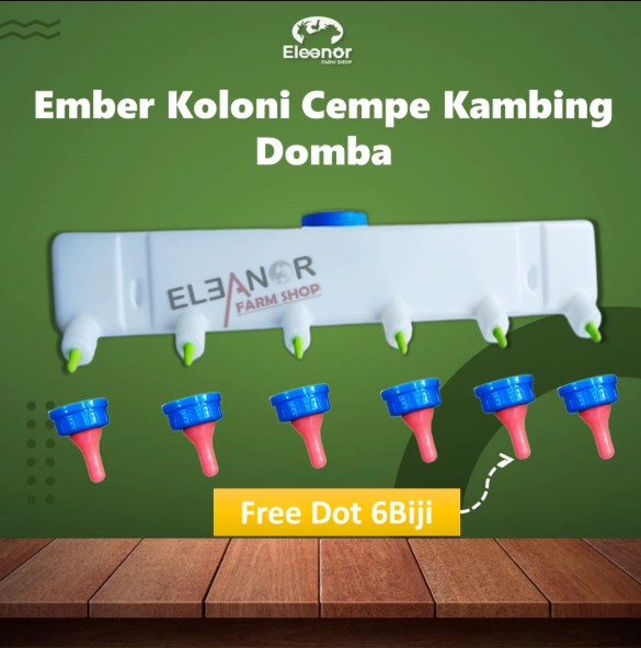 Ember Koloni Kambing Cempe Kambing Domba Bonus 6 Dot Merah Biru