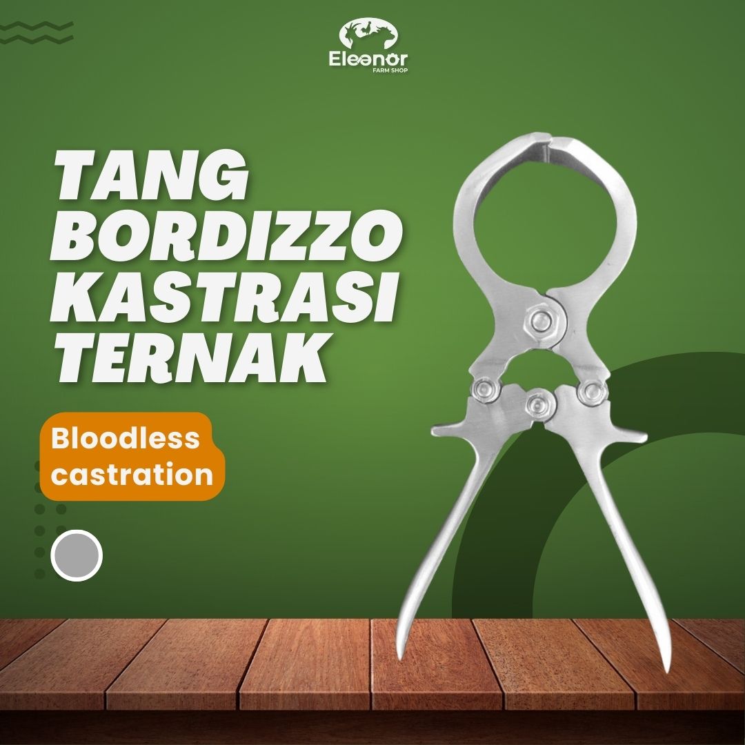 Tang Bordizzo Alat Kastrasi Hewan Ternak Sapi Kambing Domba Babi Kecil